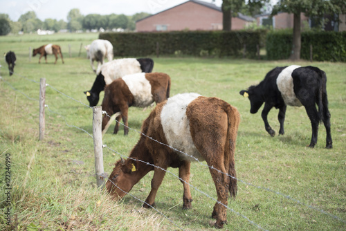 Lakenvelder cow and calf © egonzitter
