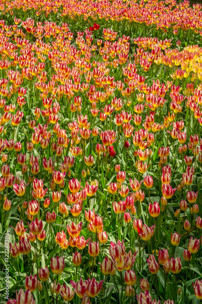 tulipe au Keukenhof