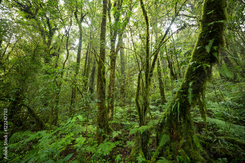 Scenic pathway of Ang Ka nature trail Doi Inthanon National Park Chiangmai  Thailand.