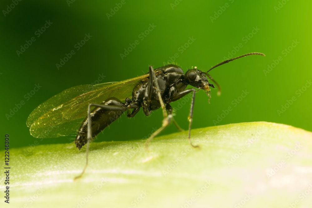 Naklejka premium Winged Ant on leaf