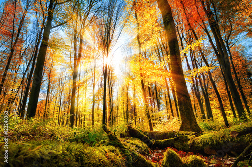 Herbst Szenerie im Wald mit viel Sonne und buntem Laub