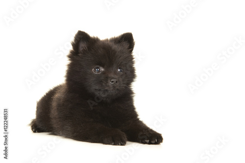 Photos Cute lying down black pomeranian puppy dog isolated on a white background