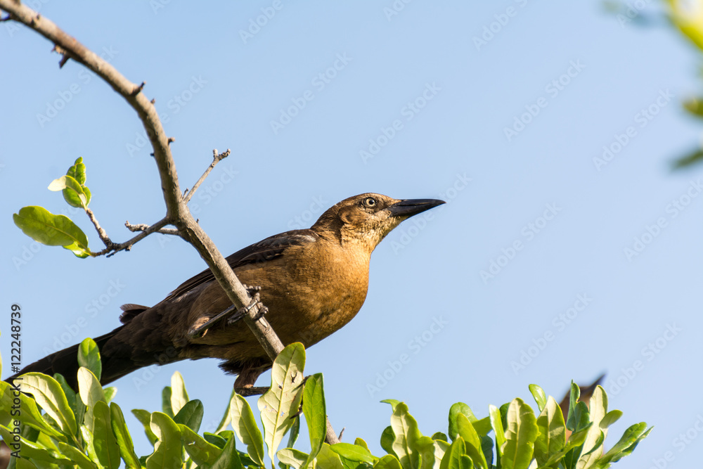 Clay-colored thrush bird perching on twig Clay-colored thrush bird perching on twig
