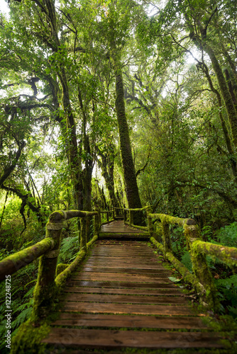 Scenic pathway of Ang Ka nature trail Doi Inthanon National Park Chiangmai ,Thailand.