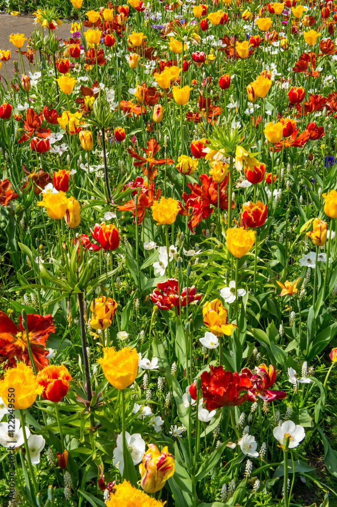 tulipe au Keukenhok