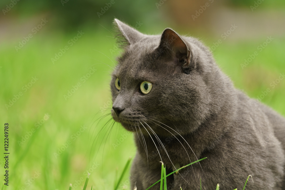 big gray cat portrait in the grass big gray cat portrait in the grass