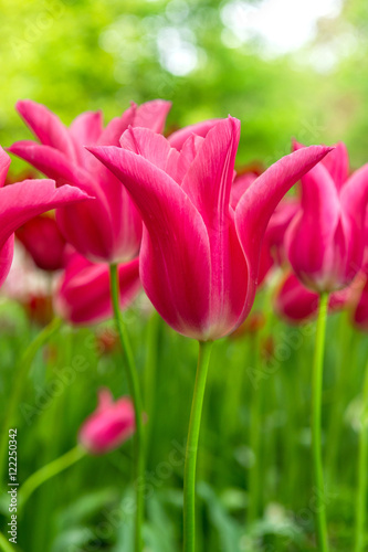 tulipe au Keukenhof - Pays Bas
