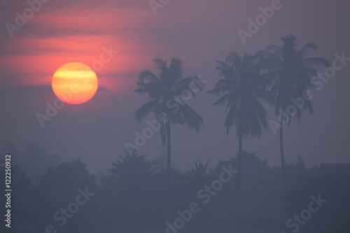 Sunrise on rice field in the morning.