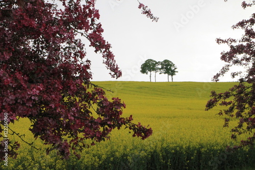 champ fleuri photo