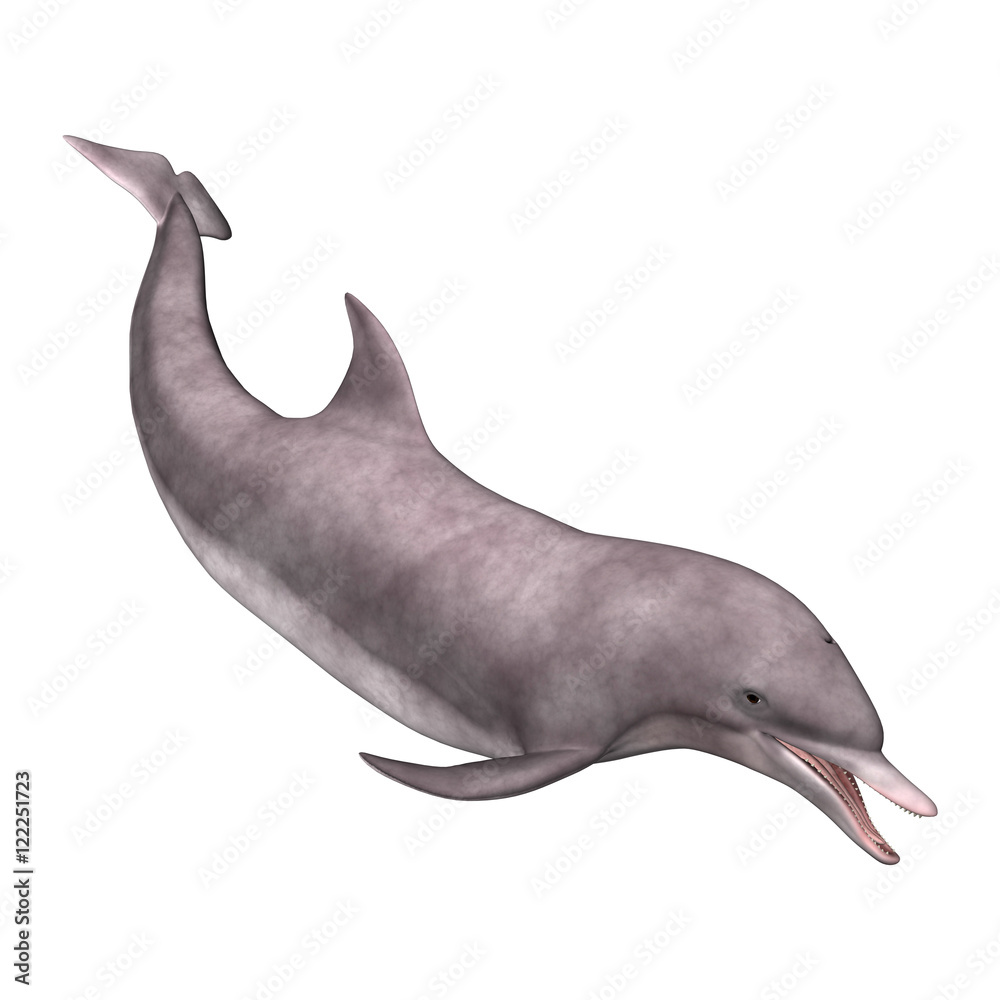 Obraz premium 3D Rendering Dolphin on White