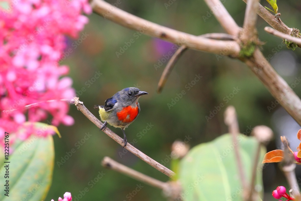 Male Bornean Flowerpecker (Dicaeum monticolum) Male Bornean Flowerpecker (Dicaeum monticolum)