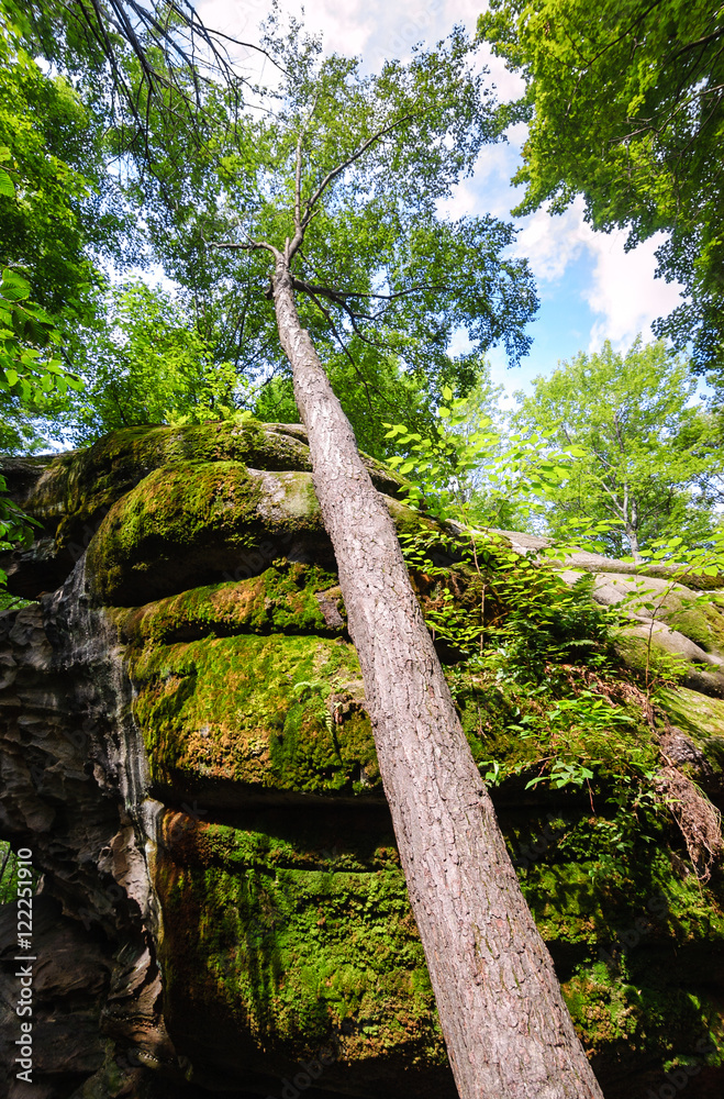 Obraz premium Allegany State Park