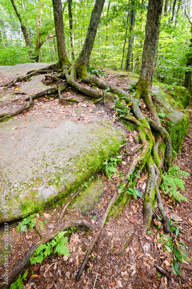 Allegany State Park Allegany State Park