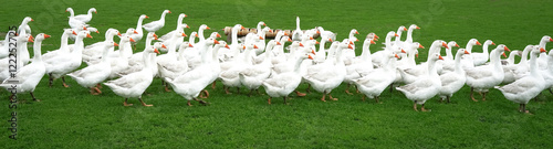 Goose herd on a green meadow, banner