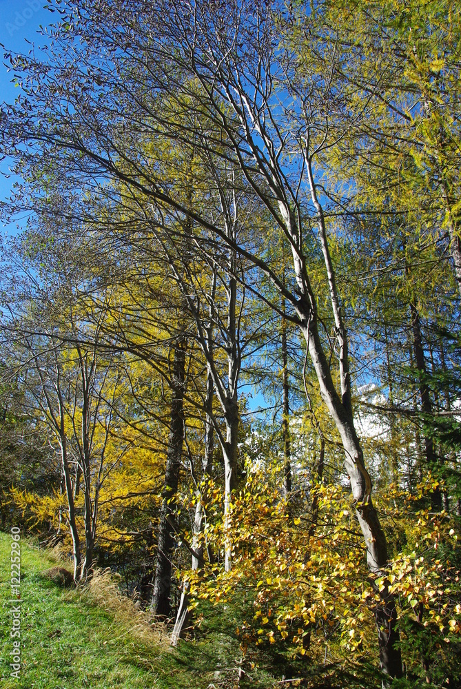Trees near the road of the Grossglockner