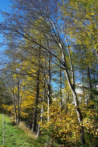 Trees near the road of the Grossglockner