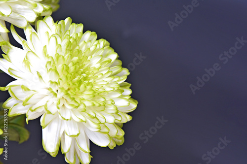 chrysanthemum flowers,close up (Dendranthemum grandifflora) photo