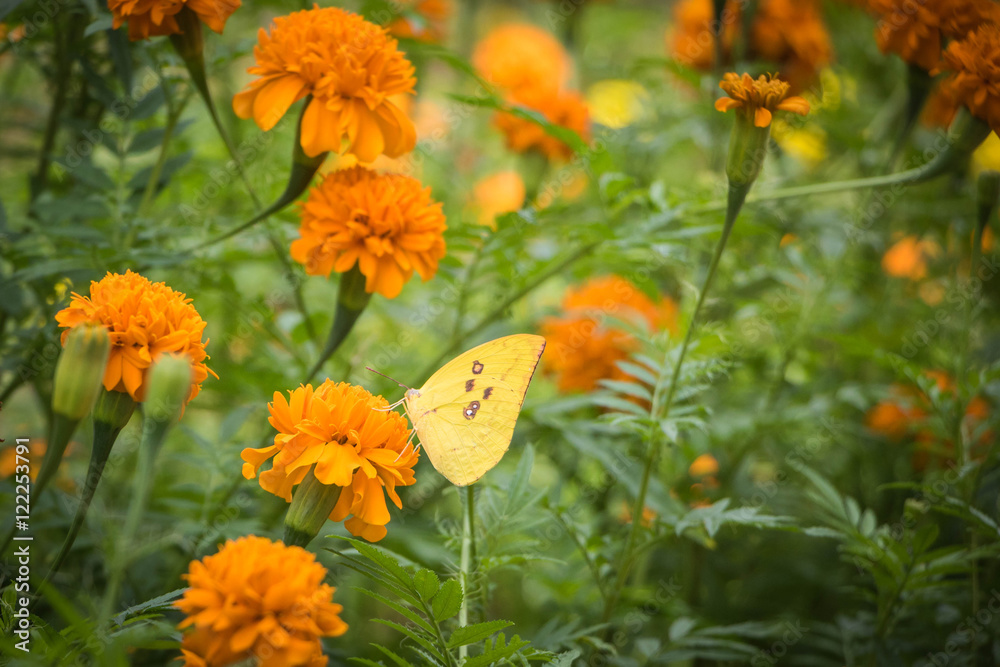 The Flowers & butterflies swarm in The Park