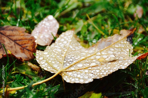 Regentropfen auf Blatt