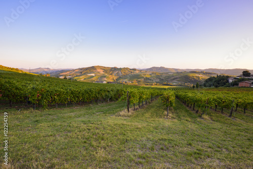 Vineyards and rolling hills at dawn