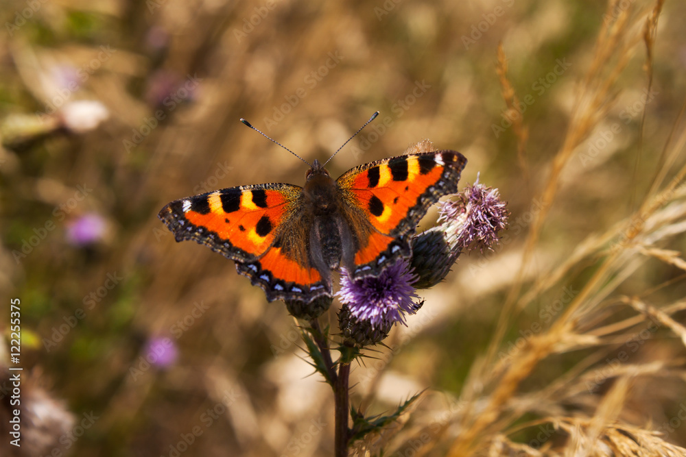 Fototapeta premium Small tortoiseshell butterfly