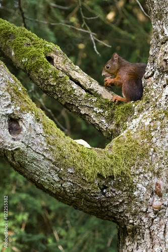 Eichhörnchen © C. Schüßler