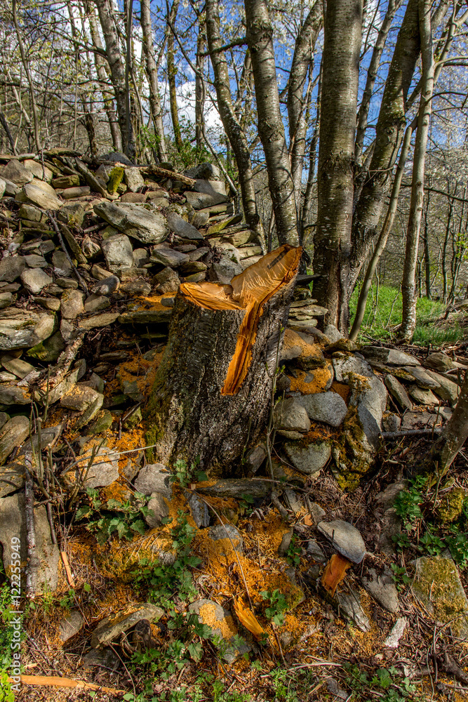 Illustration of firewood stock for winter. Illustration of firewood stock for winter.