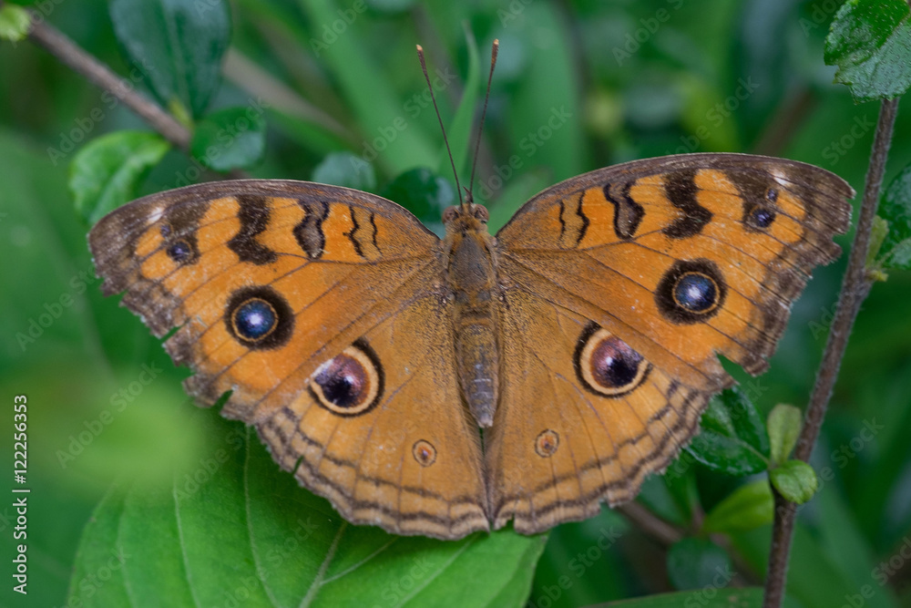 Obraz premium Monarch Butterfly