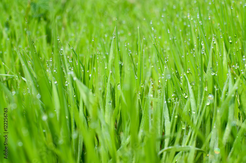 Spring. Morning. Green grass. Dew on the green grass.