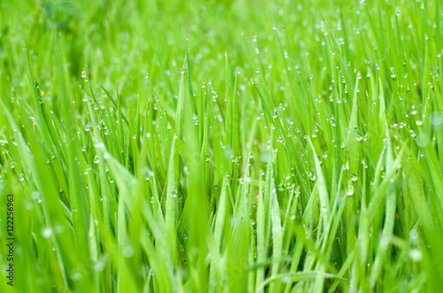 Spring. Morning. Green grass. Dew on the green grass.