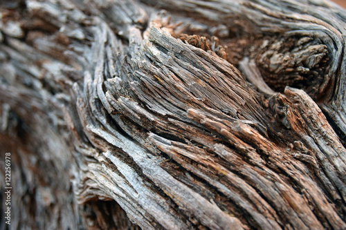 Close Up Bark Swirl