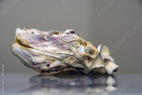 oyster