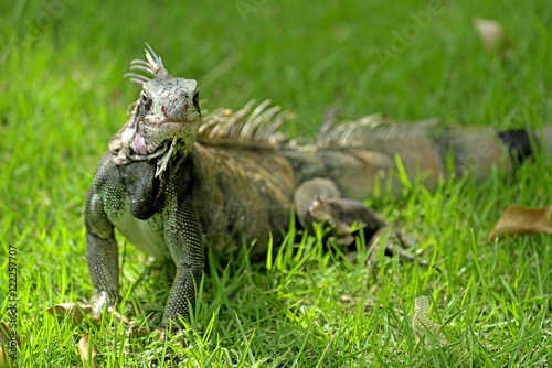Fototapeta Naklejka Na Ścianę i Meble -  Iguana sitting on the grass in St Thomas