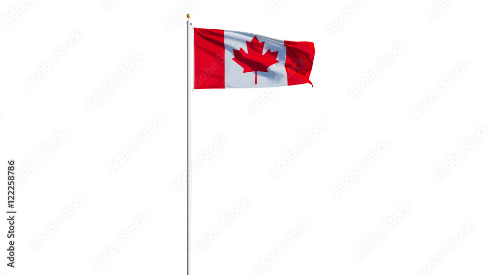 Obraz premium Canada flag waving on white background, long shot, isolated with clipping path mask alpha channel transparency
