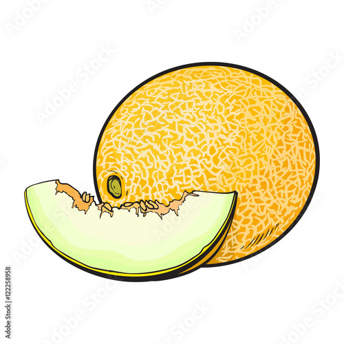 Ripe and juicy yellow melon, vector illustration isolated on white background. Drawing of fresh melon, muskmelon, cantaloupe - whole and a slice