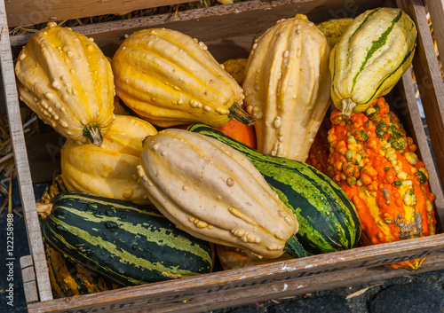 ornamental gourds background photo