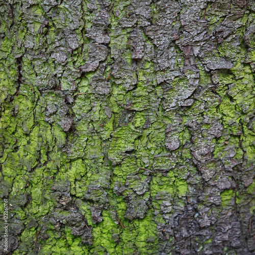 Fir tree bark closeup texture for background