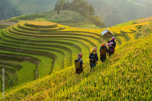 Rice fields on terraced of Mu Cang Chai, YenBai, Vietnam photo