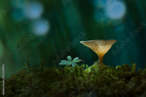 Mushrooms In Autumn Season
