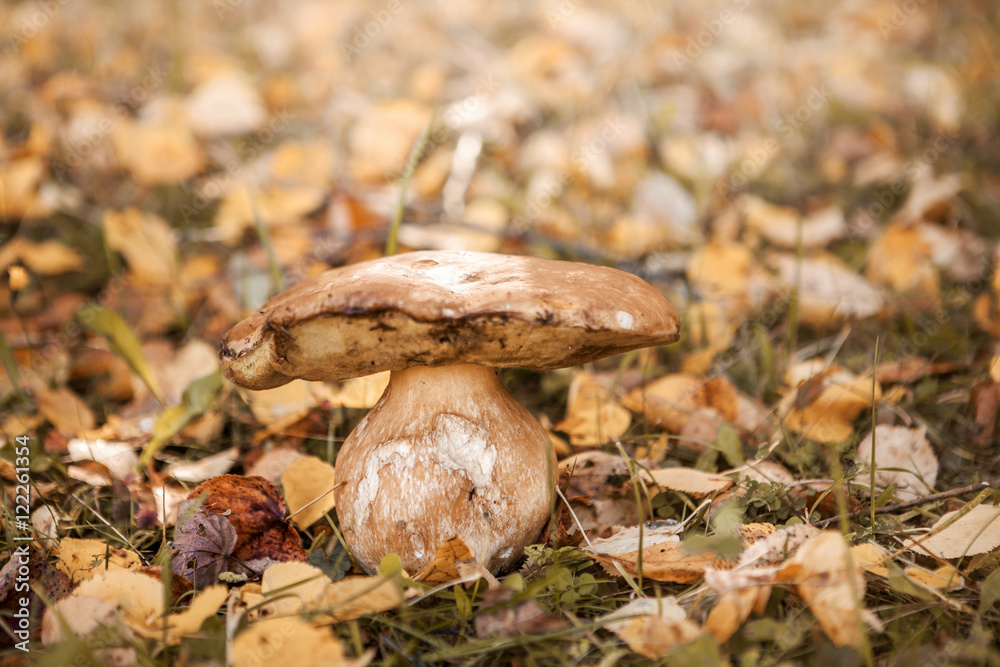 Mushrooms close up. Mushrooms close up.