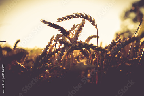 Sonnenuntergang mit Weizen  hren