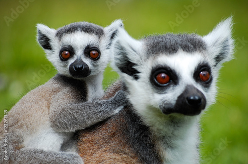 Ringtail lemur with baby