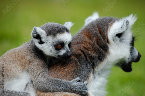 Ringtail lemur with baby © Ben