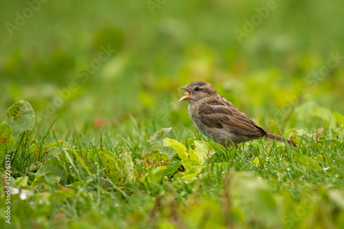 Female House Sparrow © Sam