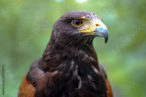 Portrait of a harris hawk