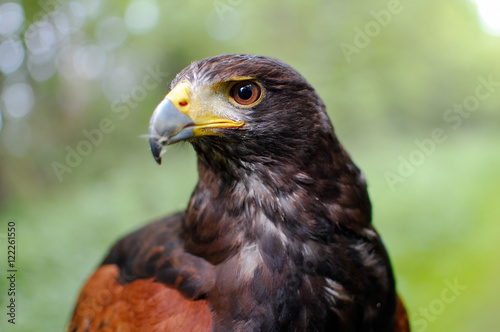 Portrait of a harris hawk