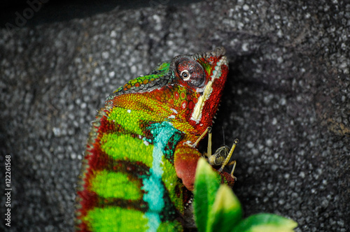 Картината върху платно Chameleon's lunchtime