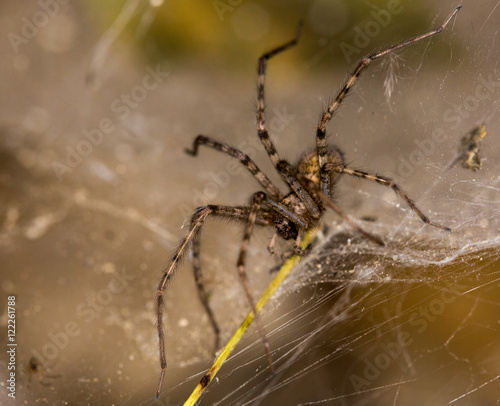 Macrophotographie d'un insecte: Tegenaria ferruginea