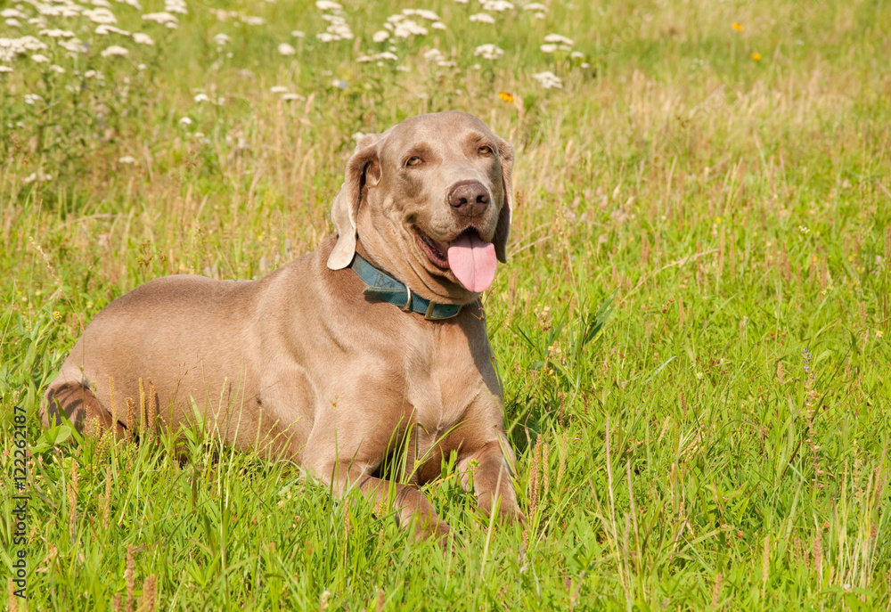 Weimaraner dog in grass, looking at the viewer
