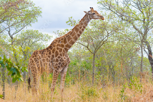 Giraffe profile in the bush  close up and portrait. Wildlife Safari in the Kruger National Park  the main travel destination in South Africa.